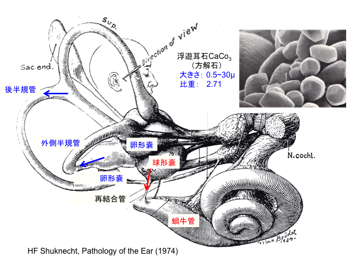 右内耳膜迷路模式図